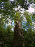 Huge Cypress.jpg