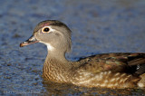 Canard branchu (femelle) / Wood Duck (Female)
