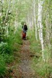 Birch trail, Acadia NP