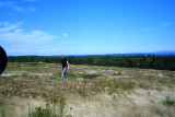 Blueberry field in Maine