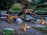 2006-11-18 Lions Eating