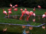 2006-11-20 Flamingo
