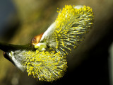 2007-04-04 Gsling - Willow catkin