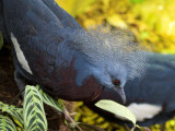 Western crowned-pigeon