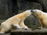 2007-04-09 Polar bears kissing