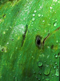 2007-05-17 Leaf with water