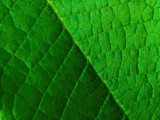 Green Leaf 21