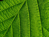 2007-05-23 Green Leaf 23