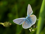 2007-05-28 Butterfly - Blue