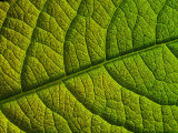 2007-05-31 Green leaf 31