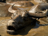 2007-07-23 Waterbuffalo