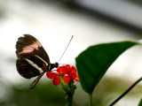 2007-09-25 Butterfly and red flower