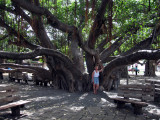 Lahaina Banyan Tree.jpg