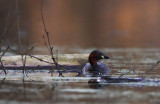 Little grebe - just 15 cm - easy to overlook ...