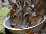 WV Whitetail Deer ~ 2006