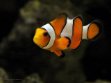 Nanoreefing - Fish & Livestock ~ Joys and Tribulations ~ Part 3, ICH