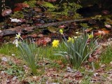 By the pond, Mar 31st