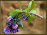 Virginia Bluebells