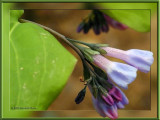 Virginia Bluebells