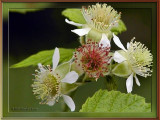 Black Raspberry Blossoms