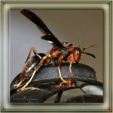 Paper Wasp - female