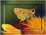 Fiery Skipper