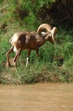 Desert Bighorn Munching