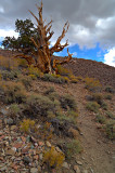 Bristlecone Sky