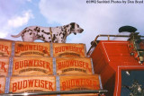 1992 - Dalmation on top of the Budweiser beer wagon