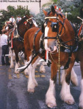 1992 - Budweiser Clydesdales and the beer wagon