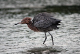 Spent second night in Fort Myers area; Friday morning, went to Estero Lagoon for first time.  Heres a red egret at Estero.