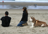 There were dogs, surfers, cars, and all sorts of fun thingd on the beach at Kiwanda, Oregon on the Three Capes Drive
