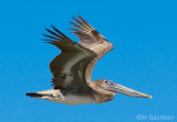 Brown Pelican in The Air