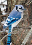 Blue Jay Out My Back Window