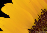 Sunflower 26-02-07