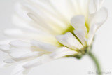 White Flower