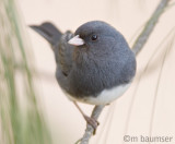 Dark-eyed Junco