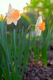 Daffodil Sunset