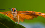 Butterfly On a Leaf