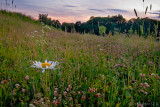 Daisy in a field at Sunset