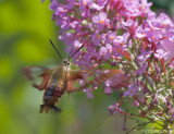 Hummingbird Moth