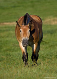 Another Horse On A Lancaster Farm