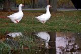 Overweight geese