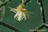 Pencil Cactus Bloom