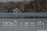 Seagulls on the Ice