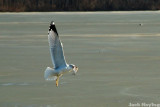 Sea Gull with a catch 1