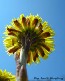 Coltsfoot from below