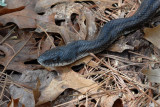 Black Rat Snake along the trail
