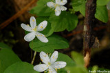 Rue Anemone