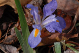 Dwarf Iris